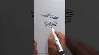 Endoplasmic reticulum