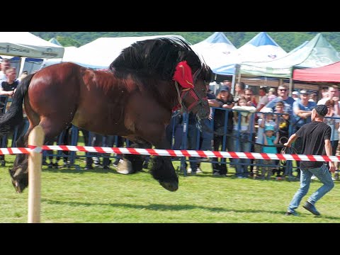 Parada cailor Gilău - Cluj 25 Mai 2024