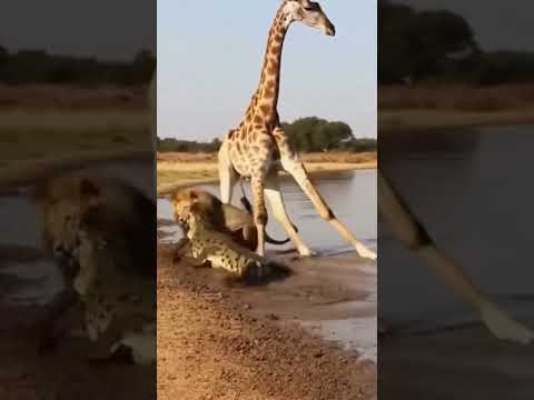 One Attack, Two Enemies 💀 #animals #wildlifeentertainment #wildlife