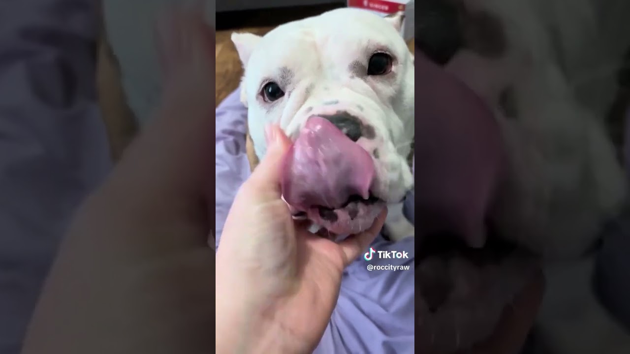 Enlarge Faith, an adopted mixed breed in CHURCHVILLE, NY video 3/3