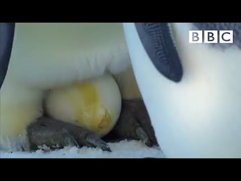 The spectacular sight of an Emperor Penguin laying her egg | Penguins: Spy in the Huddle - BBC