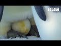 The Spectacular Sight Of An Emperor Penguin Laying Her Egg Penguins Spy In The Huddle BBC