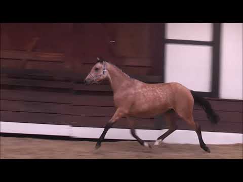 PAV SONNENSCHEIN 2j. v. Del Sol . Nemax