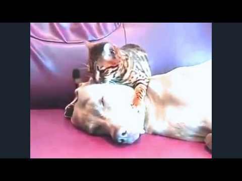 Добрата масажистка