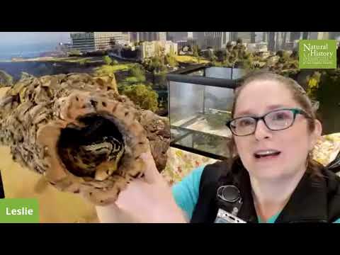 #NHMLA Lunch Time with Live Animals | Chaparral Creatures!