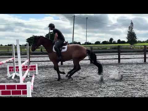 Horse - Image 2