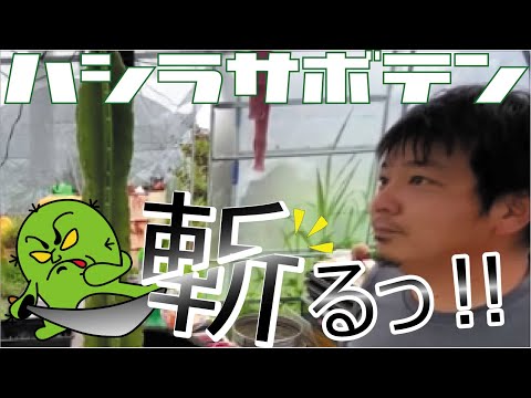 園芸 ラケットサボテンの切断