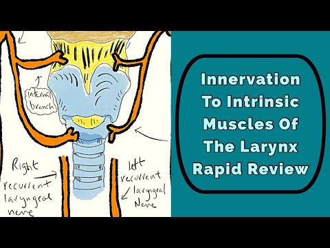 Innervation To The Larynx: Rapid Review