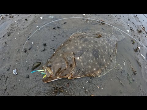 Fluke From Shore & Teeth | NYC