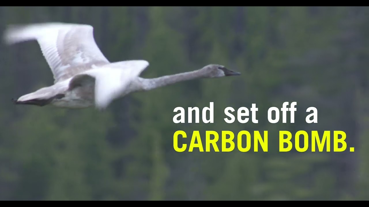Take Action to Protect the Tongass National Forest
