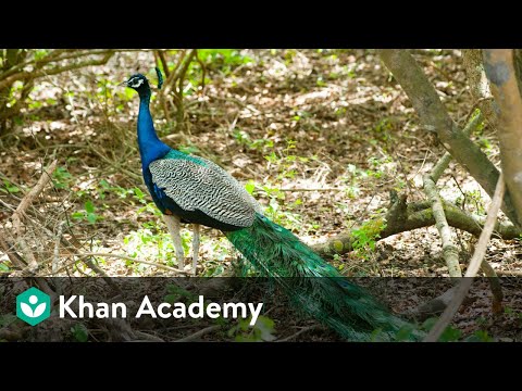 Chordates | Animal Kingdom | Biology | Khan Academy