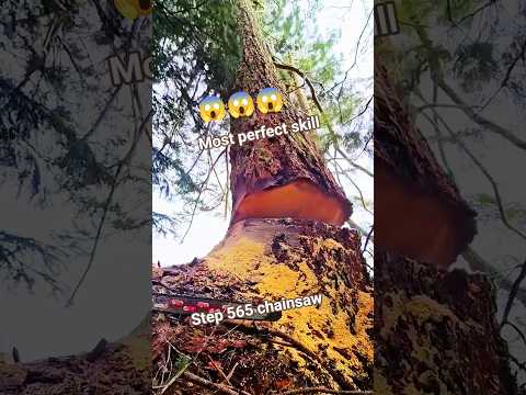 best perfect skill Fall big Trees! #tree #fall #treefelling #woodworking #treeworks