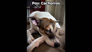O dia em que a cola de rato venceu um Yorkshire 😱🐶#engraçado #cachorro #shorts