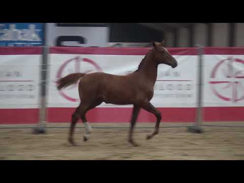 STAR VAN 'T PITTENSHOF