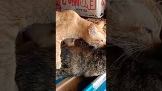 Download lagu kucing kawin mp3