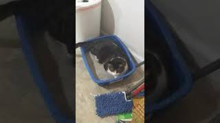 Cat laying in his LITTER BOX