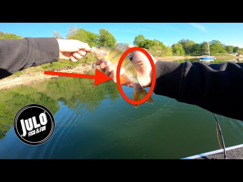 ELLE A EU DU BOL ! [Pêche des carnassiers aux leurres]