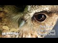 Focus On The Indian Scops Owl Tiny Nocturnal Elusive And Let S Face It Adorable And Cute