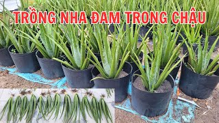 Gốc Nhỏ Khu Vườn Nha Đam Của Nhà Em, Trồng Chậu Nhựa Và Chậu Sành || CÂY NHA ĐAM MỸ O338.II3.493.
