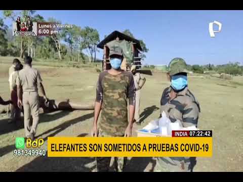 India: elefantes son sometidos a pruebas de COVID-19