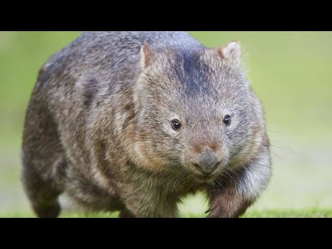 Generals Zero Hour 1v1 Expert Golden Cup - BoYcaH vs ExCaL