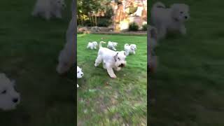 Schnauzer nain blanc - of the white waow breeding 2