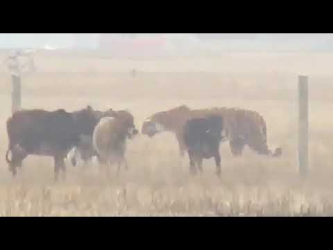 Royal Bengal Tiger and domestic cattle cohabitate in Orang National Park