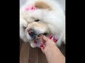 Funniest Cutest Chow Chow Puppies Short Funny Chow Chow Puppy Videos 10