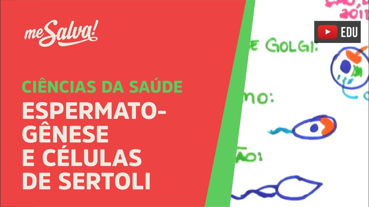 Me Salva! SREP02 - Espermatogênese e Células de Sertoli - Histologia Humana
