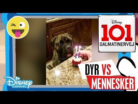 Dalmatinervej 101 | Dyr vs Mennesker: Fødselsdage 🎂- Disney Channel Danmark