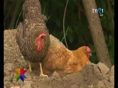 Ansamblul folcloric slovac DATELINKA din Varzari (Bihor - Romania)