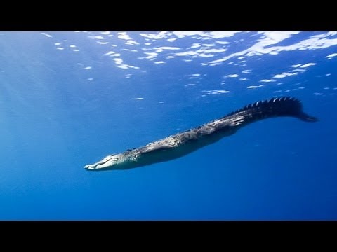 Solomon Islands Serenade ~ an underwater journey