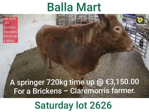 Balla Mart a springer time up @ €3,150 or 4.38/kg