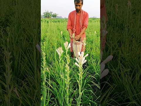 Early Morning Picking of Tuberose (Rajnigandha) Flowers #shorts #short #shortsviral