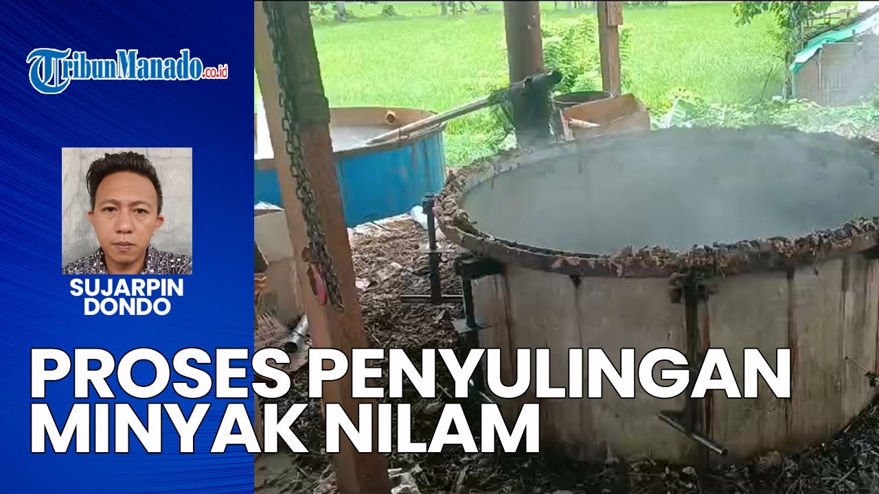 Proses Penyulingan Minyak Nilam Di Bolmong Sulawesi Utara