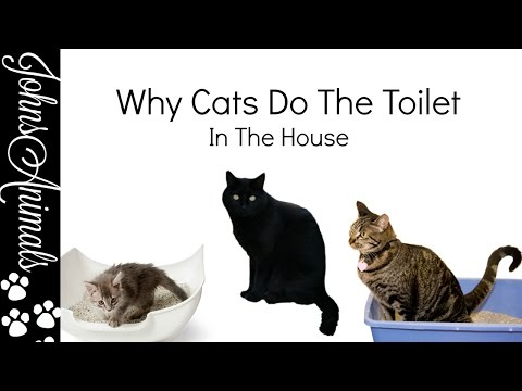 Why Do Cats Do The Toilet Outside The Litter Box?