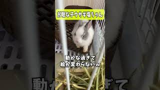 目がとろ〜んとしてきた…お眠モードな子うさぎ塩ちゃん🐰 #shorts