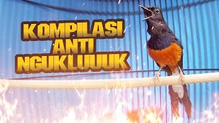 Download lagu KOMPILASI TEMBAKAN MURAI BATU bikin LANGSUNG NYAUT tambah  GACOR mp3