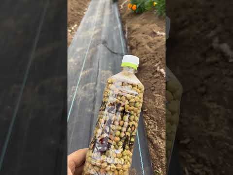 屋内で種子から段階的に播種するにはどうすればよいですか？  庭園