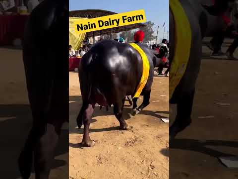 Top Class Murrah Buffalo Show Quality Biggest Size and Ultimate Beauty #viral #shorts