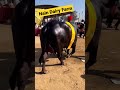 Top Class Murrah Buffalo Show Quality Biggest Size And Ultimate Beauty Viral Shorts
