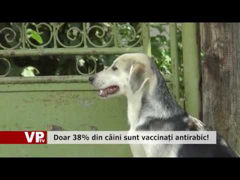 Doar 38% din câini sunt vaccinați antirabic!