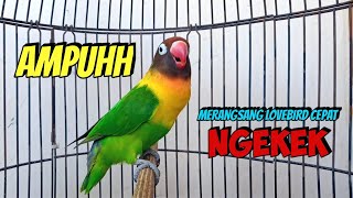 Download lagu Pancingan Suara Burung Lovebird NGEKEK PANJANG MANTAB Buat Merangsang LB Cepat NGEKEK mp3