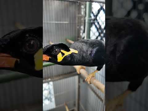 Amazing talking with Hill Myna Bird with sound and talking ASMR 15