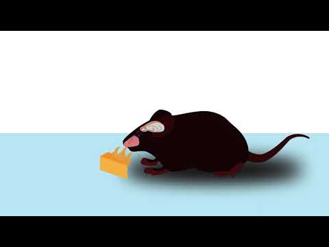 RRH: Demystifying the elusive claustrum and how it orchestrates slow-wave activity in the brain