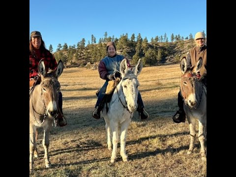 How to Properly Saddle Your Donkey (Placement Guide for a Happy Donkey)