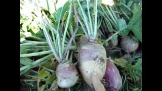 Final Turnip and Rutabaga Harvest