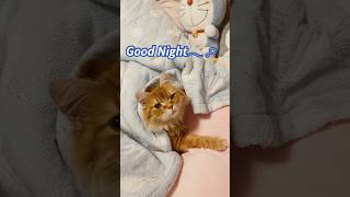 寝る時間だよ～😪💤  #cat #ねこ #猫 #猫動画  #猫好き #猫のいる暮らし #癒し #かわいい猫 #ショート動画