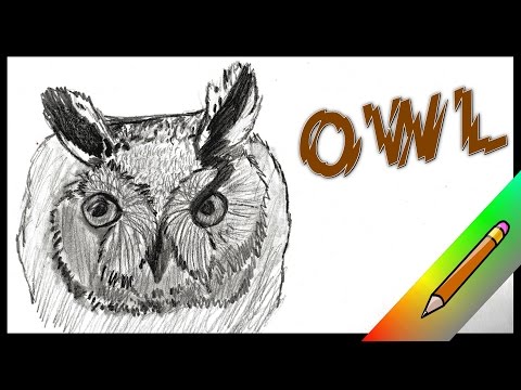 comment colorier un hibou