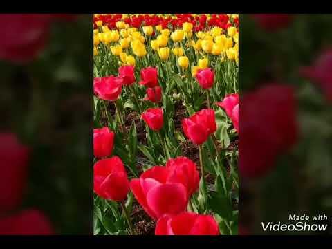 Dhundi kalyana dhundi fulana cover by Deepa